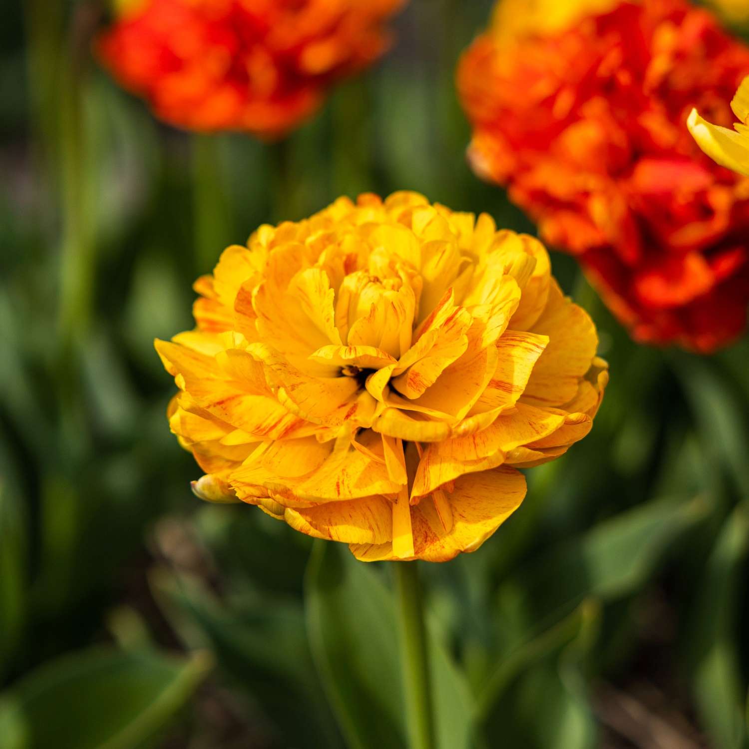 Tulpe 'Sun Lover'